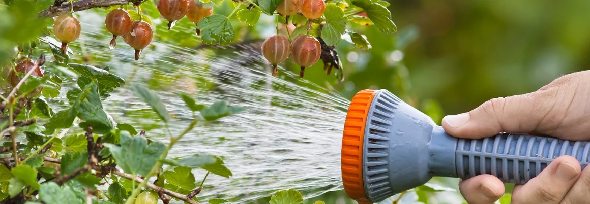 Hand gießt Stachelbeerstrauch